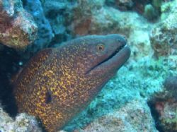 Moray taken at Sharksbay, Sharm el Sheikh with Olympus C60. by Nikki Van Veelen 